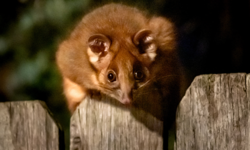 Caring for Eastern Ringtail Possums