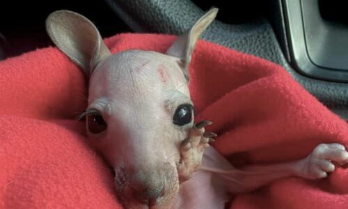 Pinkies: Foundations of Macropod Pinky Care