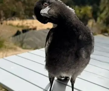 Bird Chat – Magpies, Butcherbirds, Currawongs & Ravens