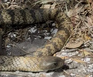 Snake Handling, Rehab & First Aid