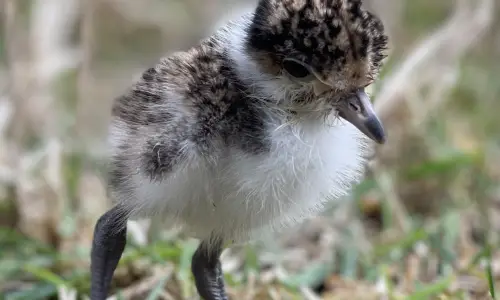 Wildlife Unplugged: Waddles & Wings