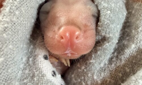 Brushtail Possum Rehabilitation with Dr Anne Fowler: From Pinkies to Release