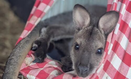 Introduction to Mammal Care