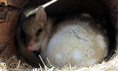 Dasyurid Rehabilitation & Marsupial Nutrition with Dr Anne Fowler: Quolls, Devils & Antechinus