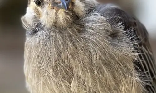 Bird Chat