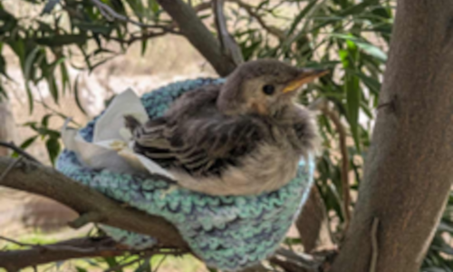 Intro to Birds