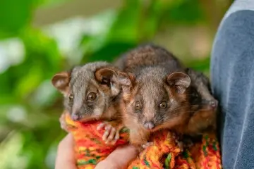 Wildlife Unplugged: Ringy Tales